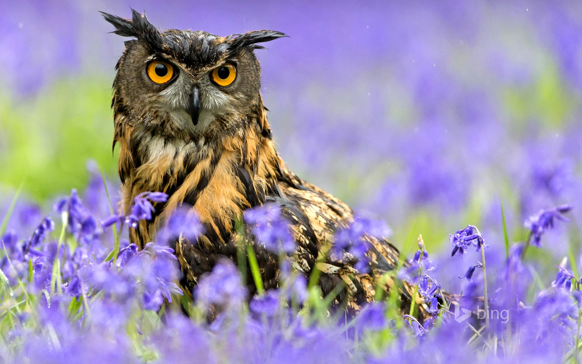 Bing Wallpaper: Eurasian Eagle-owl (Bubo bubo) standing amongst Bluebells during rainfall, Suffolk, England