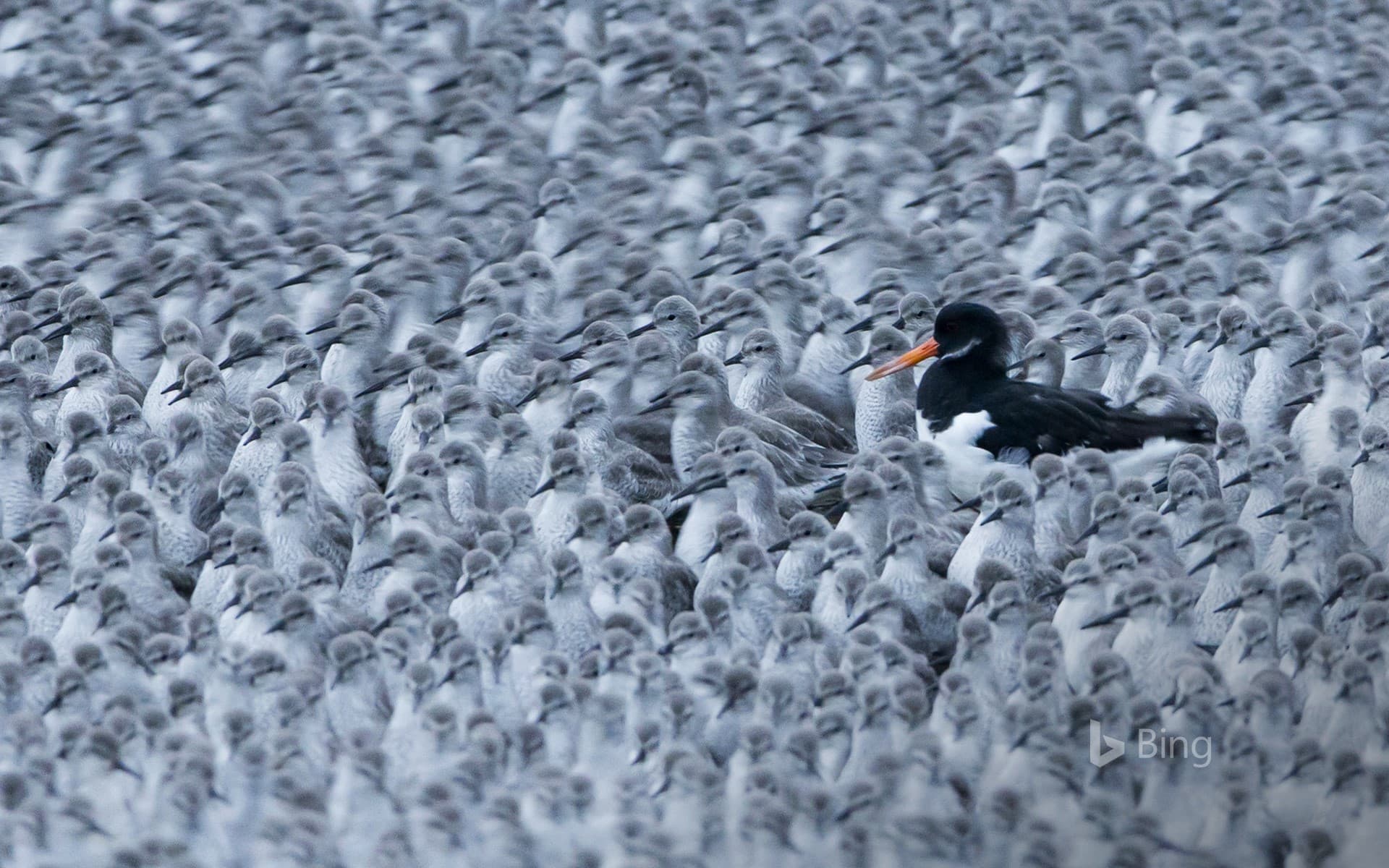Bing Wallpaper: A Eurasian oystercatcher among a flock of roosting knots in Snettisham, Norfolk