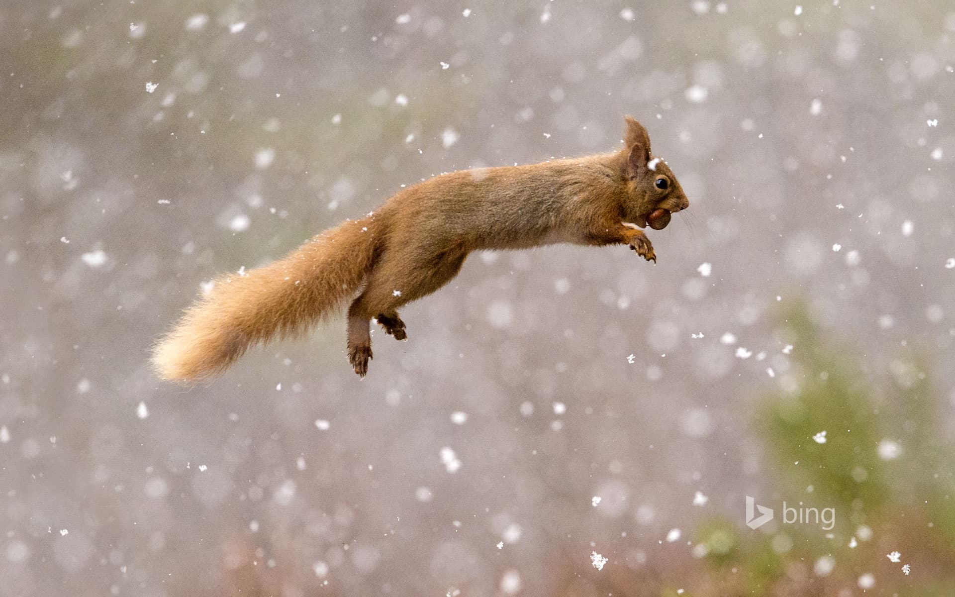 Bing Wallpaper: Eurasian red squirrel, Scotland