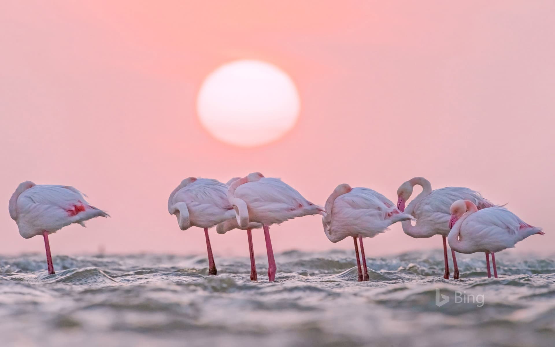 Bing Wallpaper: Greater flamingos in Walvis Bay, Namibia