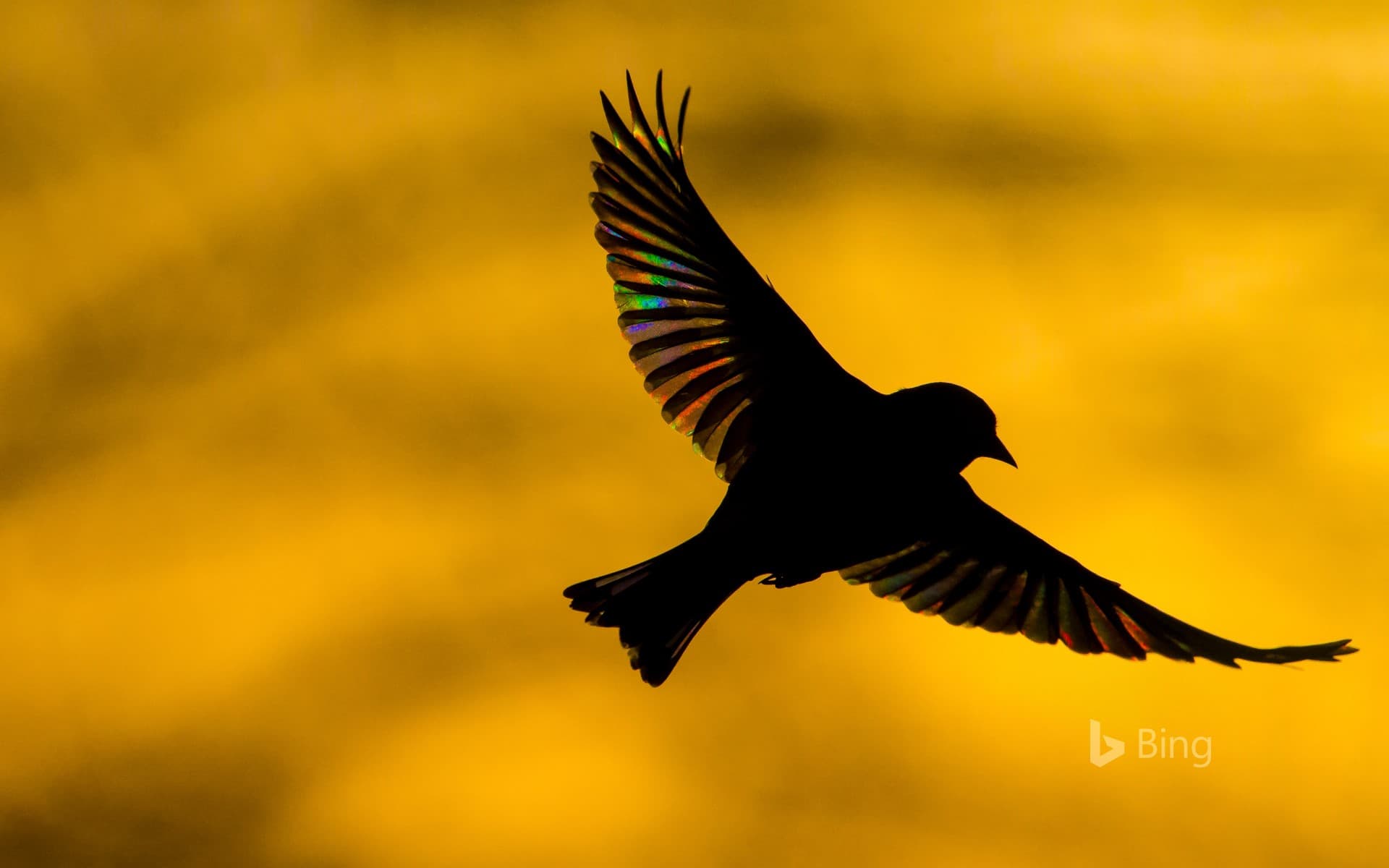 Bing Wallpaper: A greenfinch flying at dawn in Monmouthshire, Wales