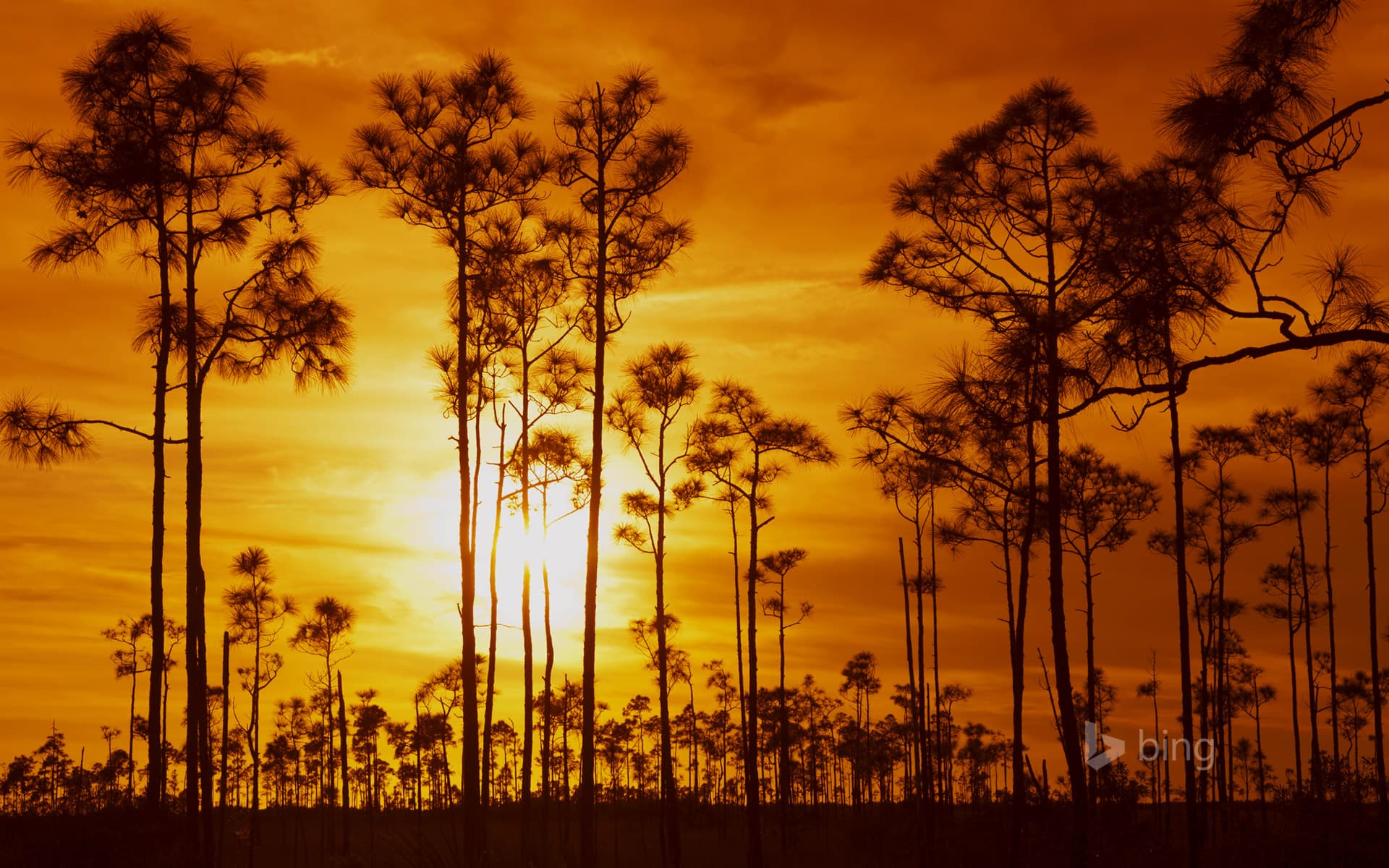 Bing Wallpaper: Everglades National Park, Florida, USA