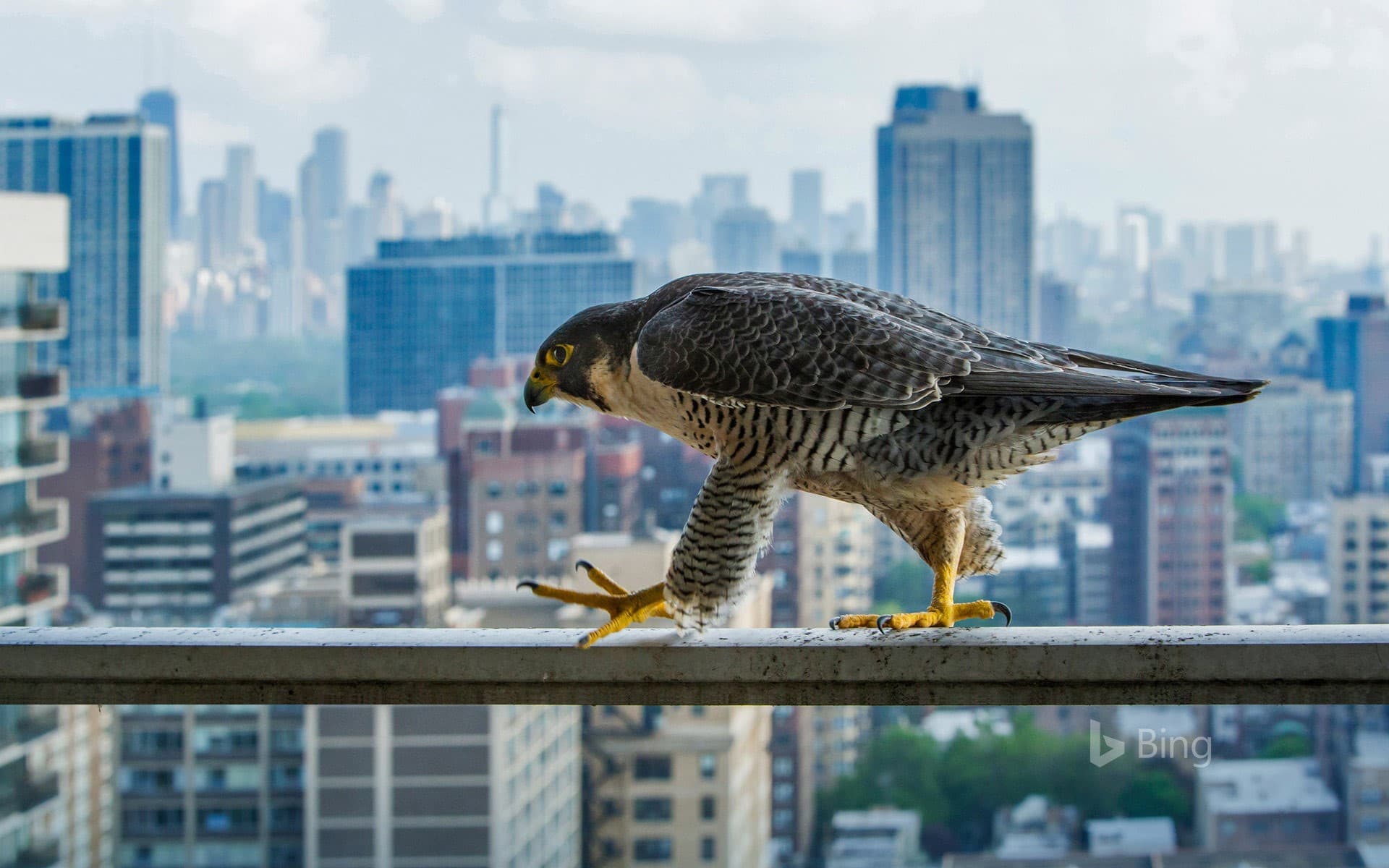 Bing Wallpaper: A peregrine falcon surveys the concrete canyons of Chicago