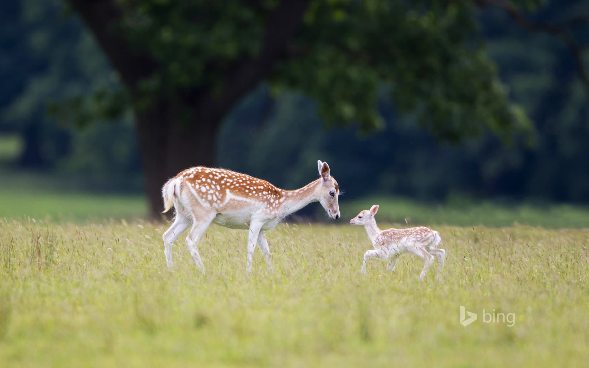 Bing Wallpaper: A fallow deer (doe) with fawn at Helmingham Hall, Suffolk