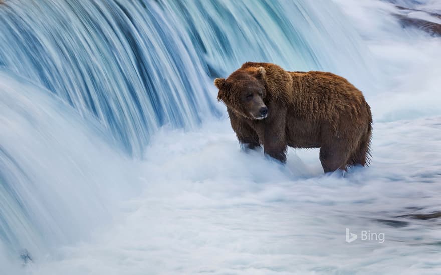 Brown bear in the Brooks River, Katmai National Park, Alaska