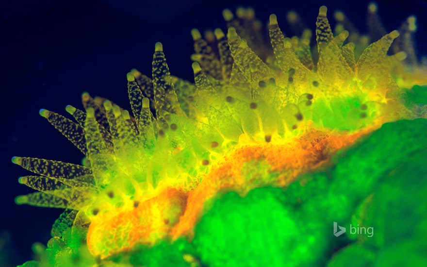 Favites coral polyps feeding at night and fluorescing when illuminated by ultraviolet light, Sabah, Borneo, Malaysia