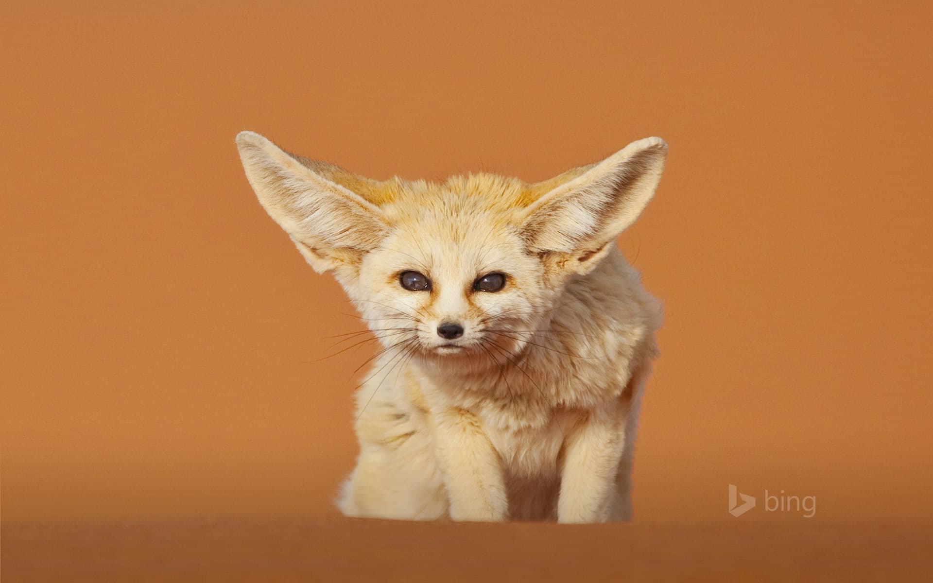 Bing Wallpaper: Fennec fox, Merzouga, Morocco