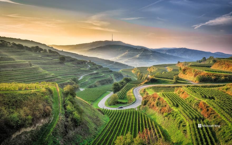 View of an agricultural field, Kaiserstuhl, Baden-Württemberg