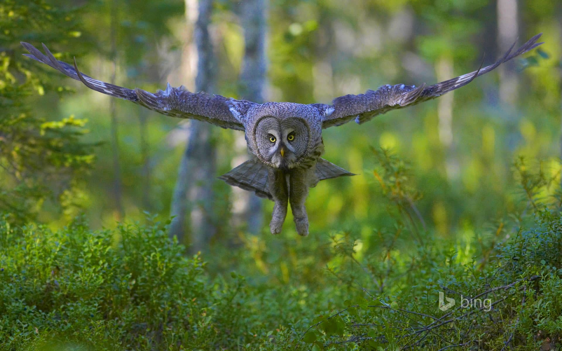 Bing Wallpaper: Great gray owl