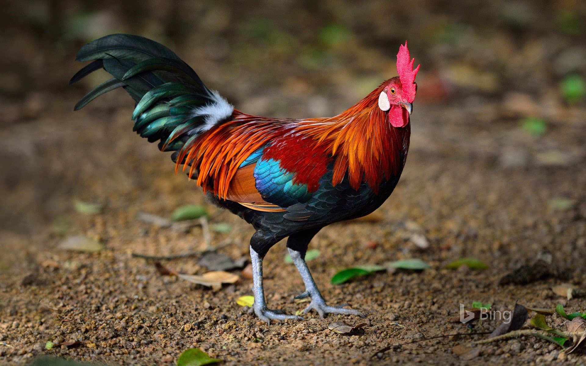 Bing Wallpaper: A brown leghorn rooster