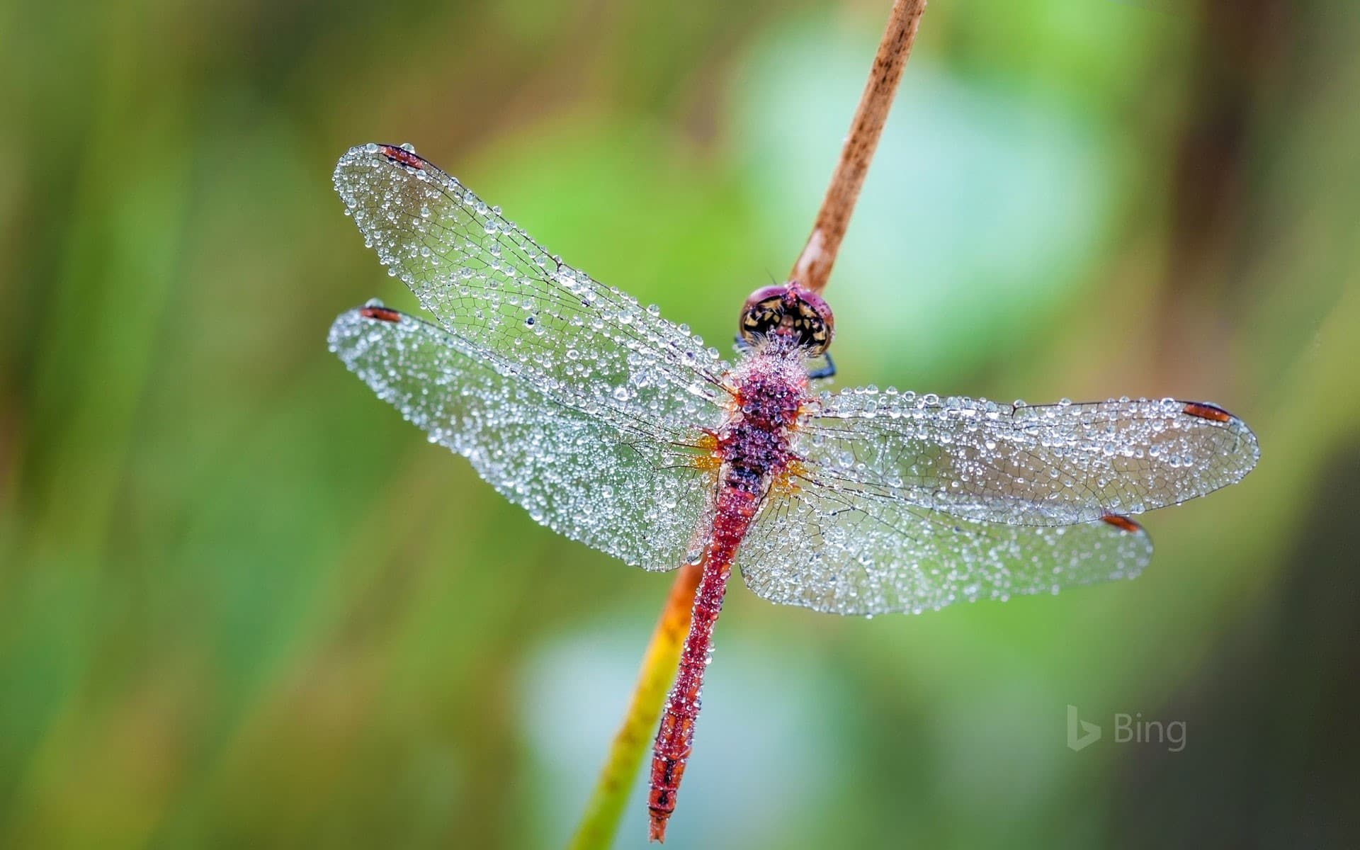 Bing Wallpaper: Dragonfly in a heath forest of East Flanders, Belgium