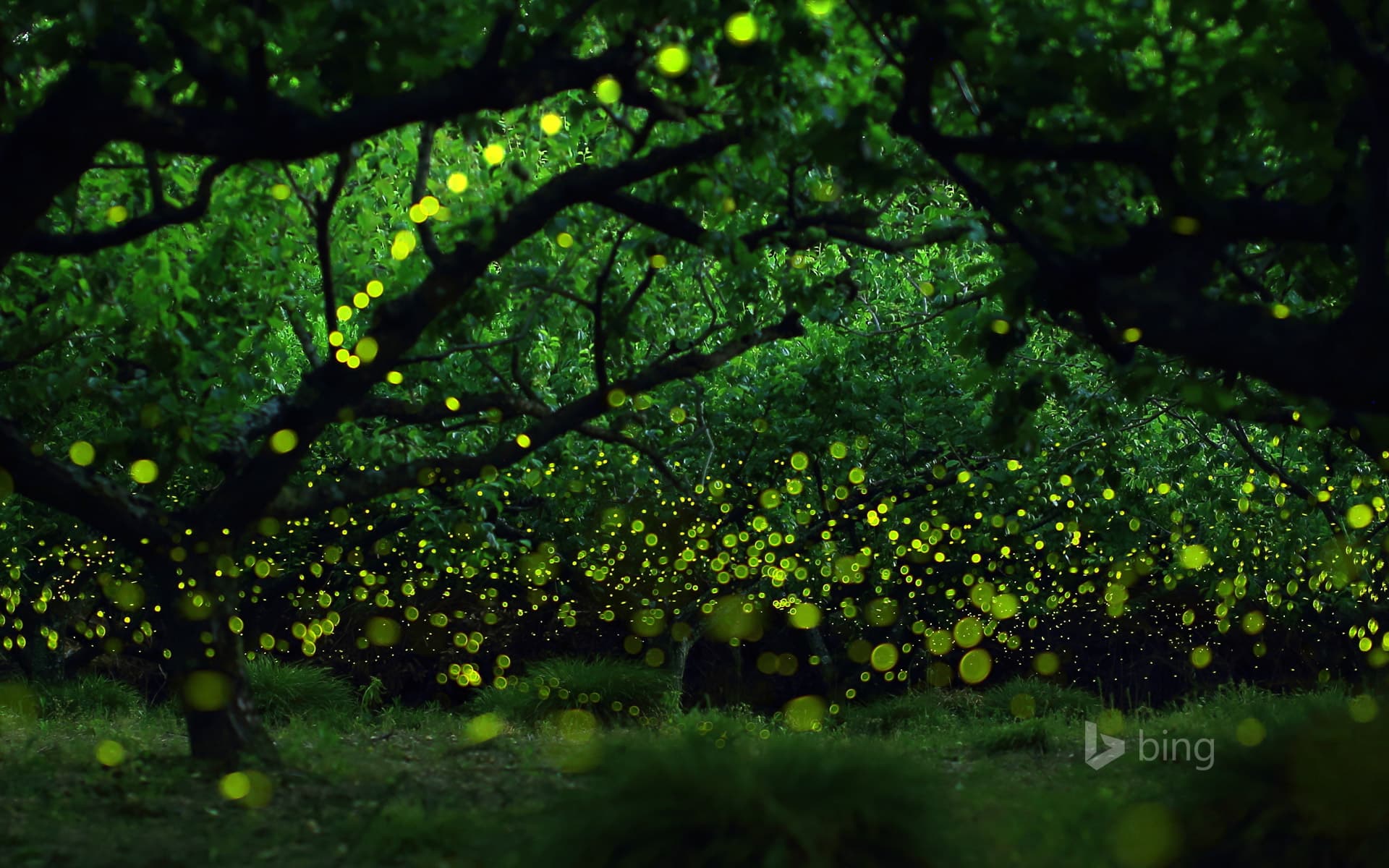 Bing Wallpaper: Long-exposure photograph of fireflies in a forested area near Nagoya, Japan