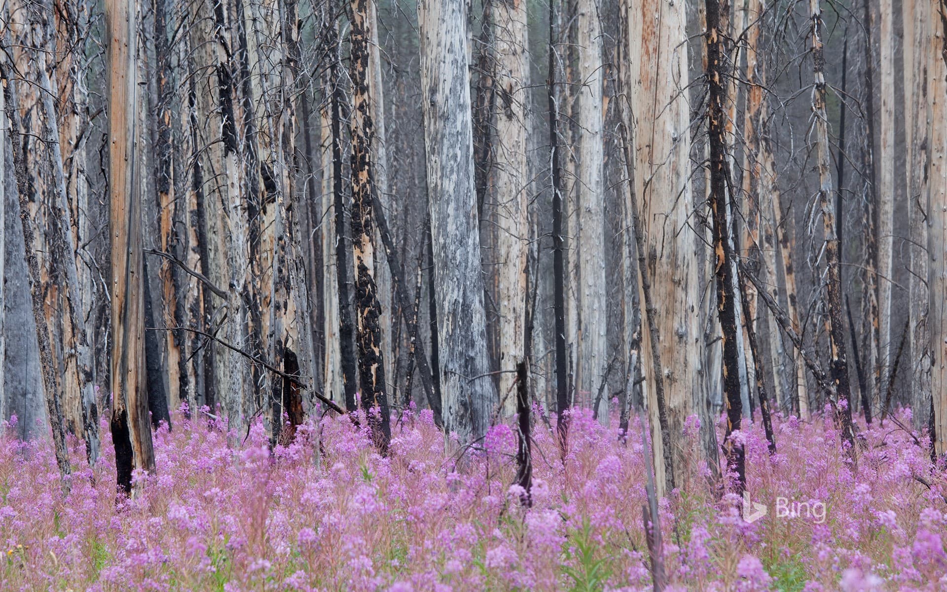 Bing Wallpaper: Burnt forest with fireweed in Banff National Park, Alberta, Canada