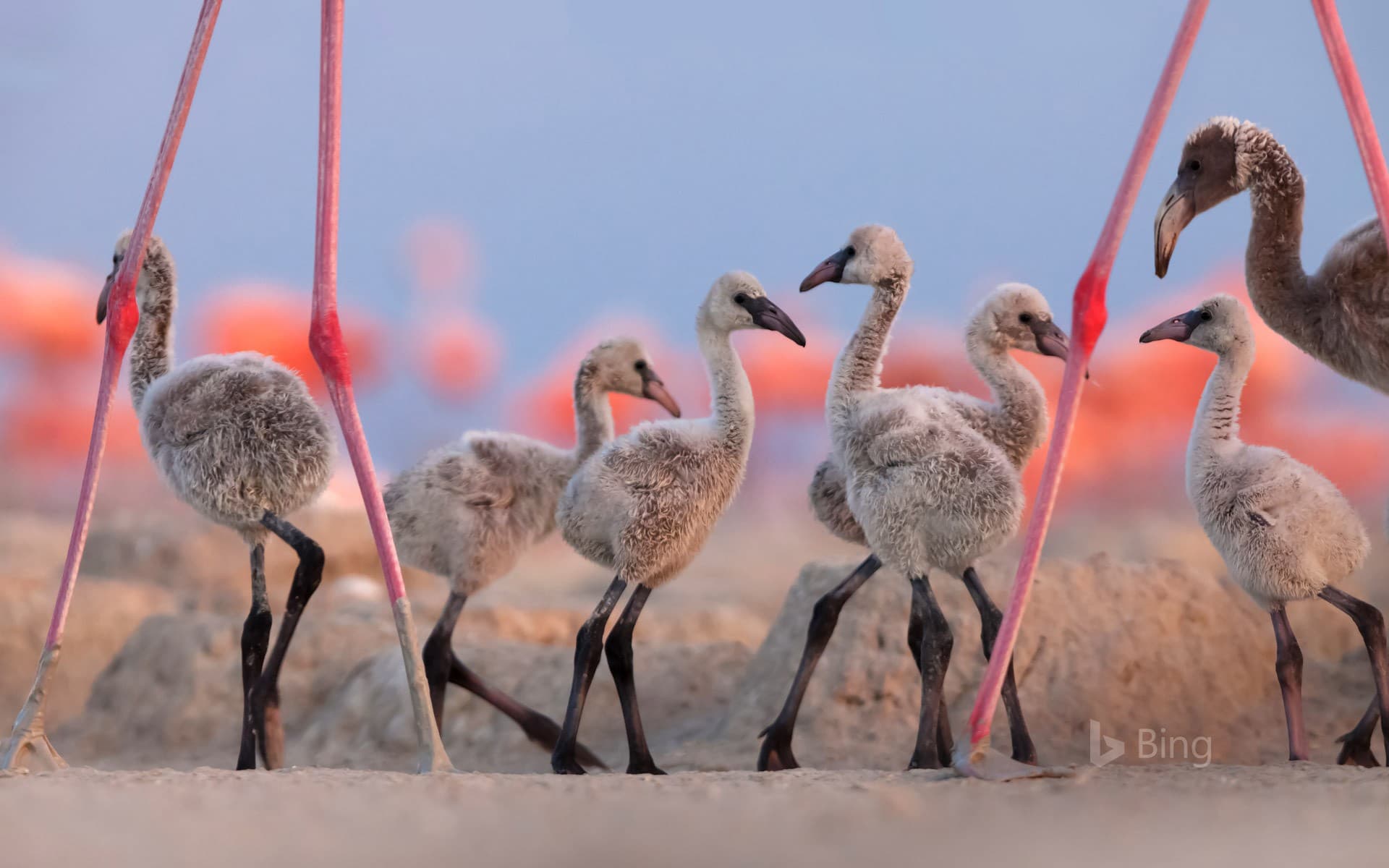 Bing Wallpaper: American flamingo chicks at the Ría Lagartos Biosphere Reserve, Yucatán Peninsula, Mexico