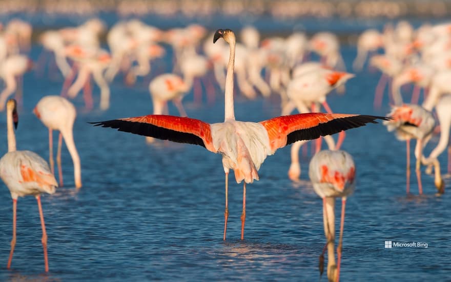 Pink flamingo, Saintes-Maries-de-la-Mer, Camargue Regional Natural Park, Languedoc-Roussillon