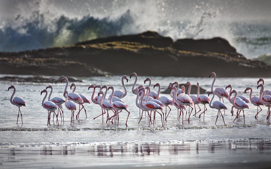 Greater Flamingo, Namibia