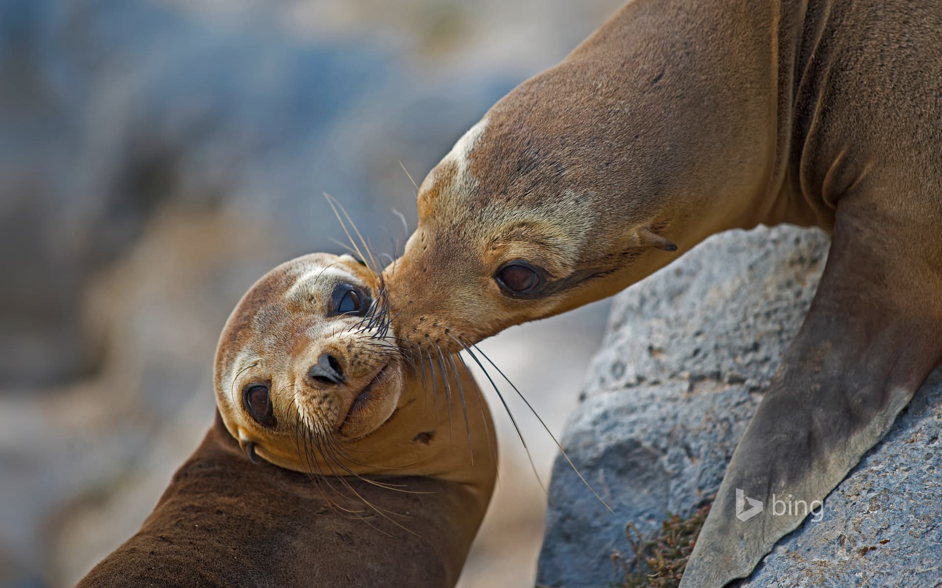 Bing Wallpaper: Galápagos sea lion mother and pup on Floreana Island, Ecuador