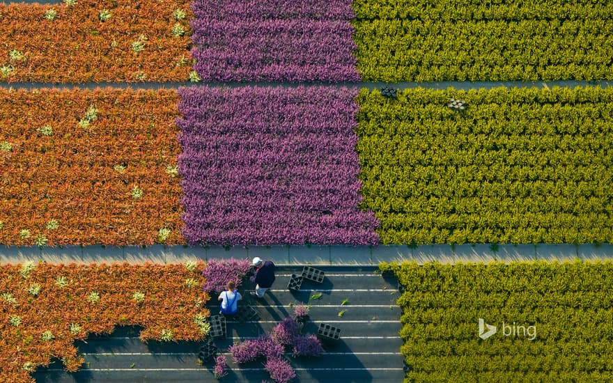 Aerial view of a flower farm, North Rhine-Westphalia, Germany