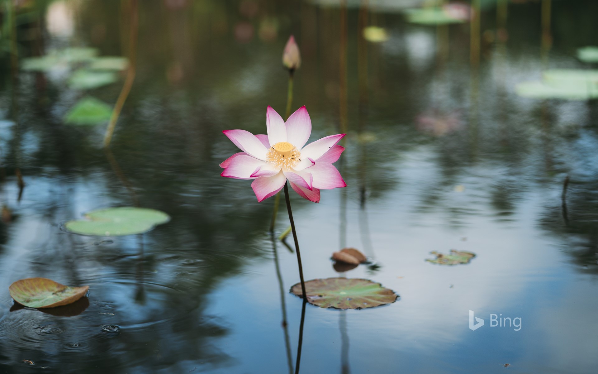 Bing Wallpaper: Sacred lotus growing in water