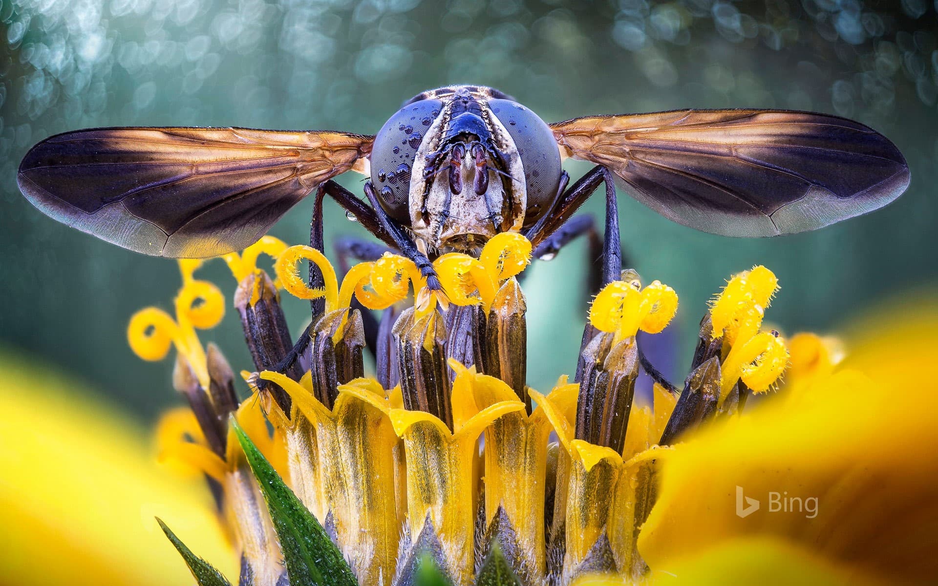 Bing Wallpaper: Close-up of a fly on flower stamens