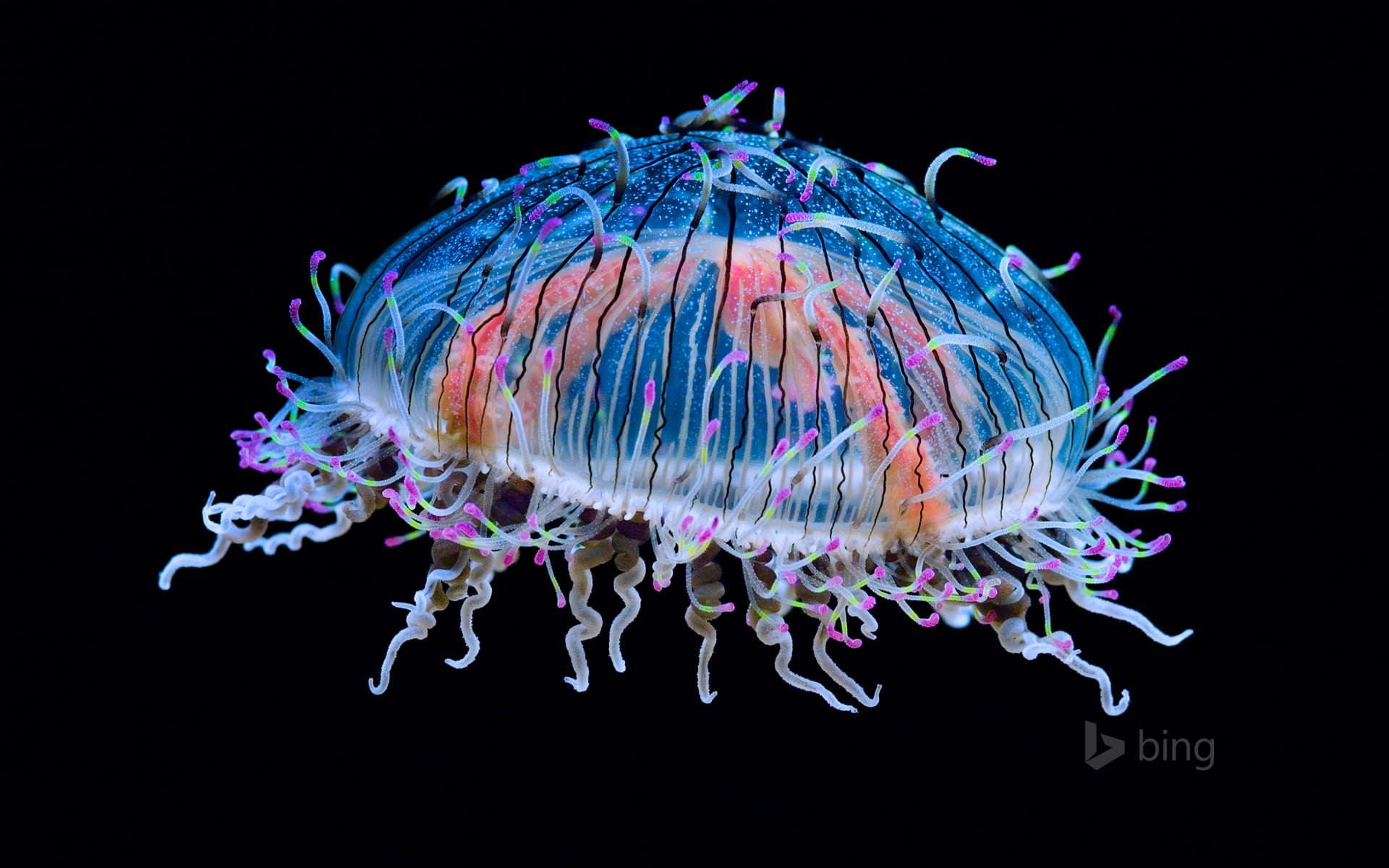 Bing Wallpaper: Flower hat jelly