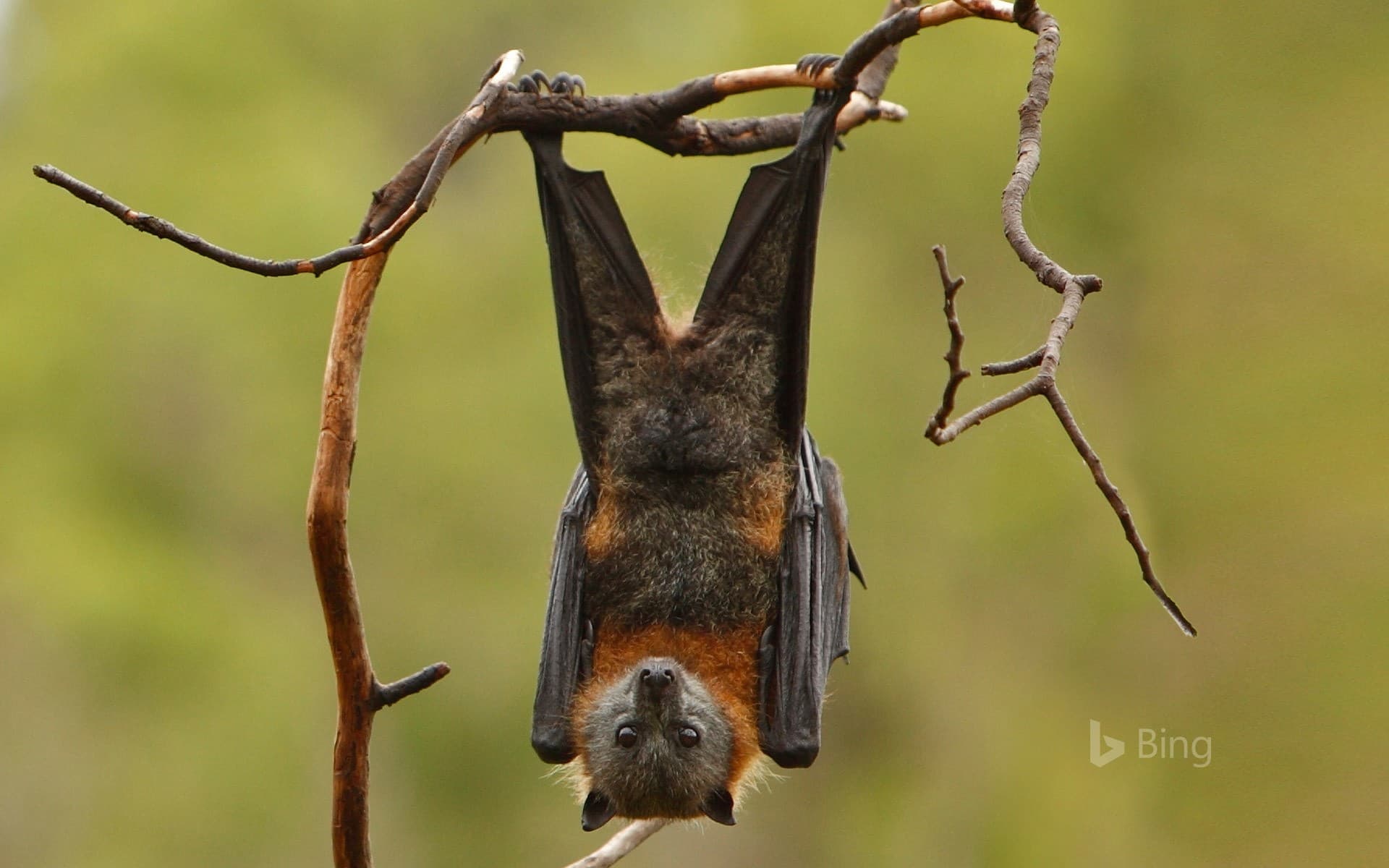 Bing Wallpaper: Grey-headed flying fox