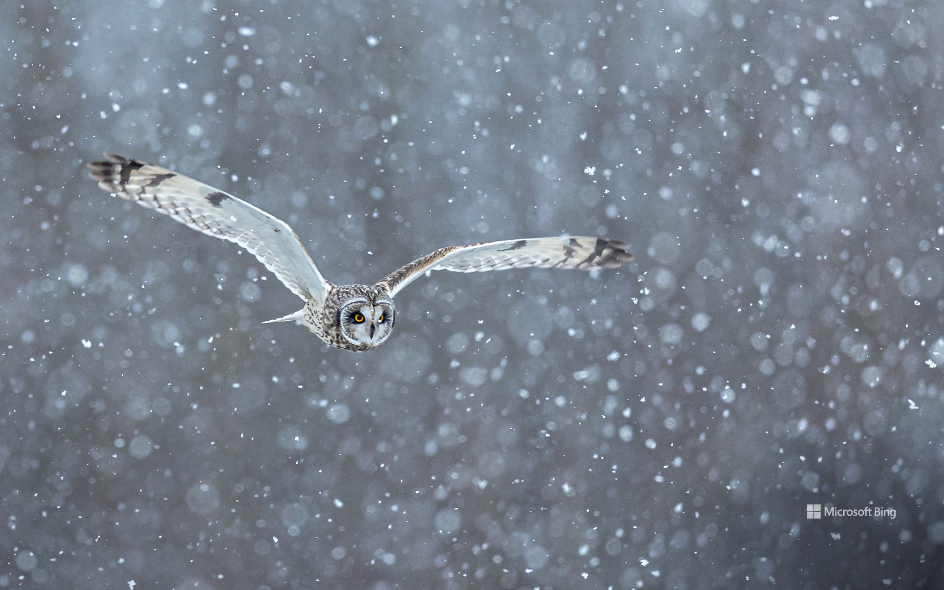 Short-eared owl hunting in heavy snow