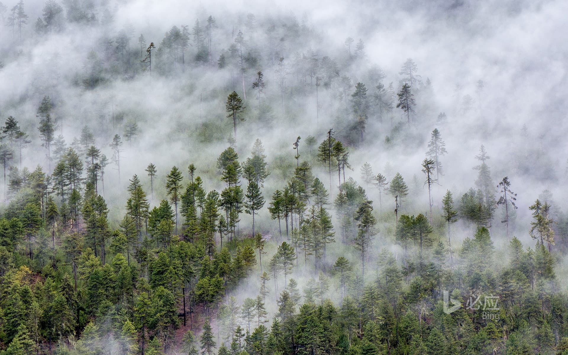 Bing Wallpaper: [Frost Today] Cloud Forest in Nyingchi, Tibet Plateau