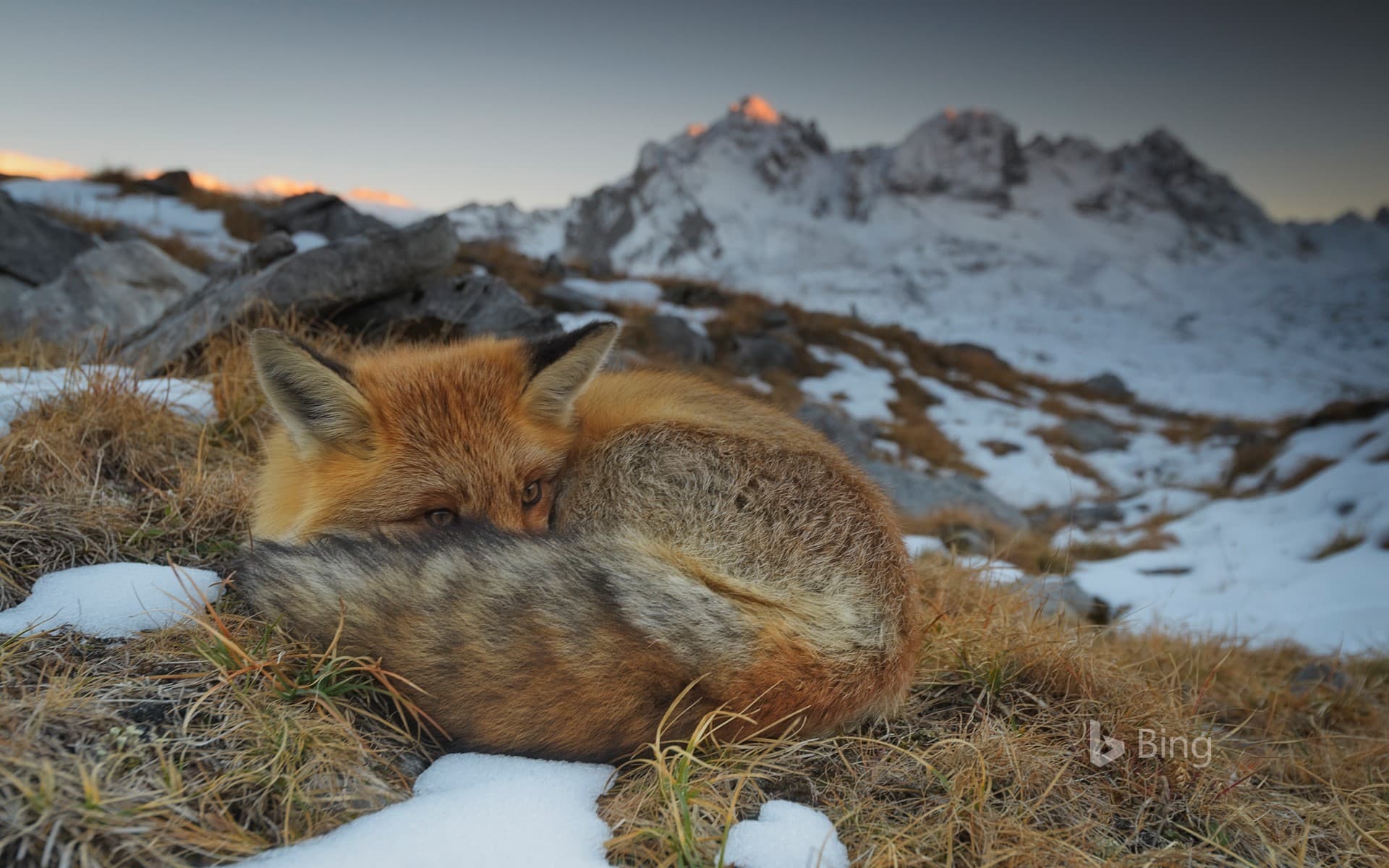 Bing Wallpaper: A red fox resting, Vanoise National Park, Rhône-Alpes, France