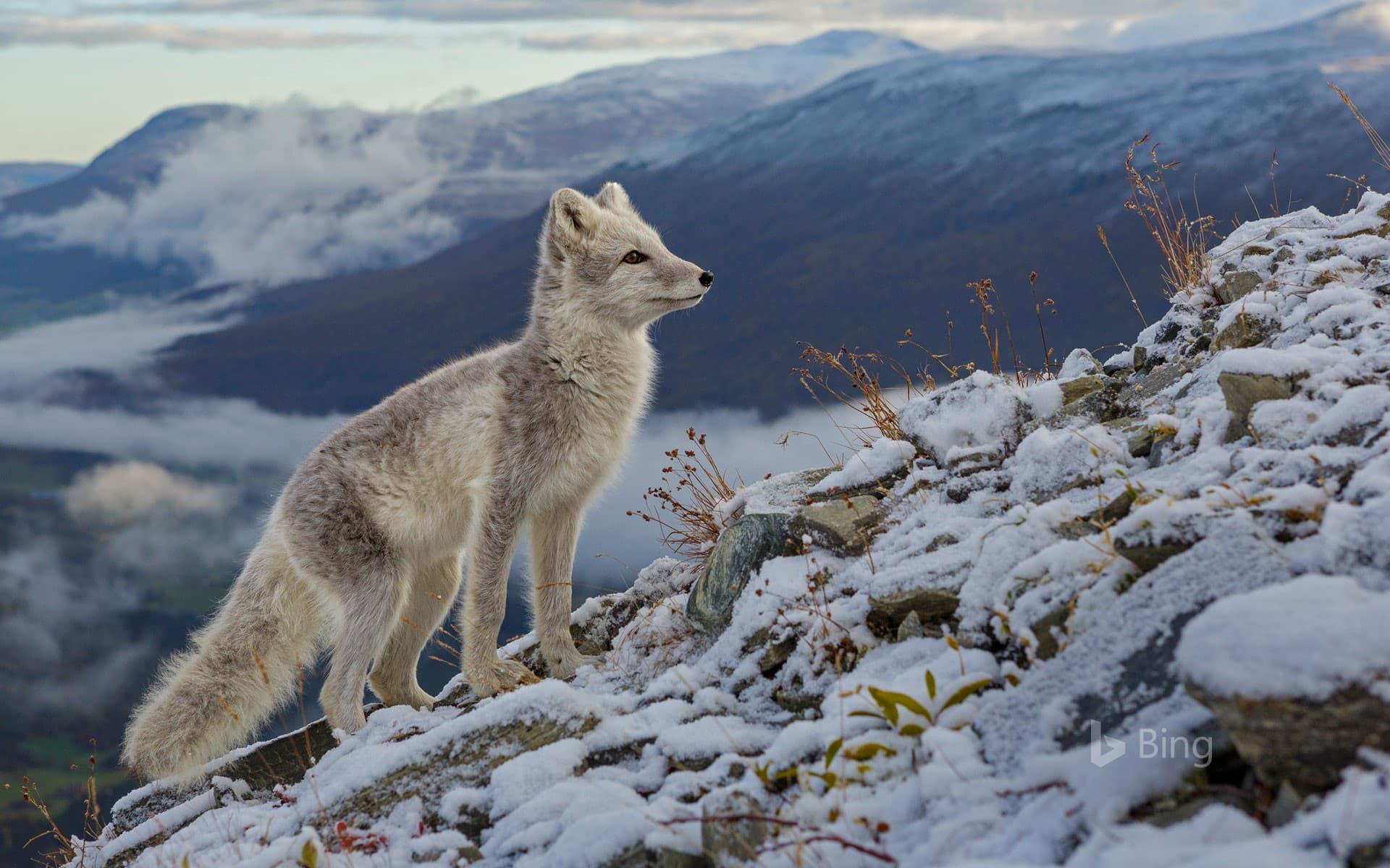 Bing Wallpaper: An arctic fox in Dovrefjell National Park, Norway