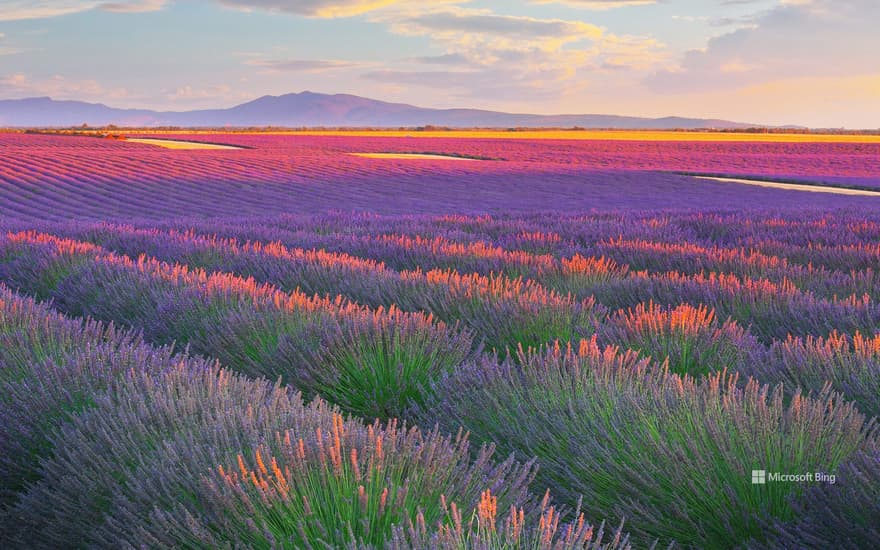 Lavender fields in Valensole Plateau, France