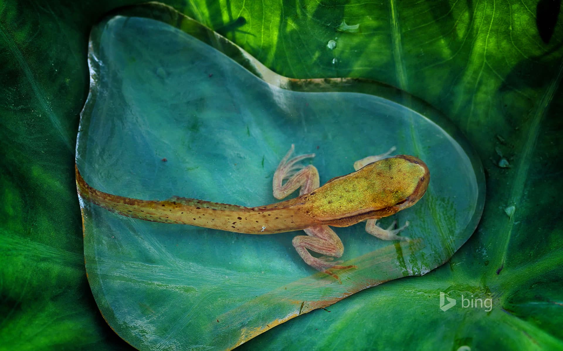 Bing Wallpaper: An adolescent frog in a drop of water