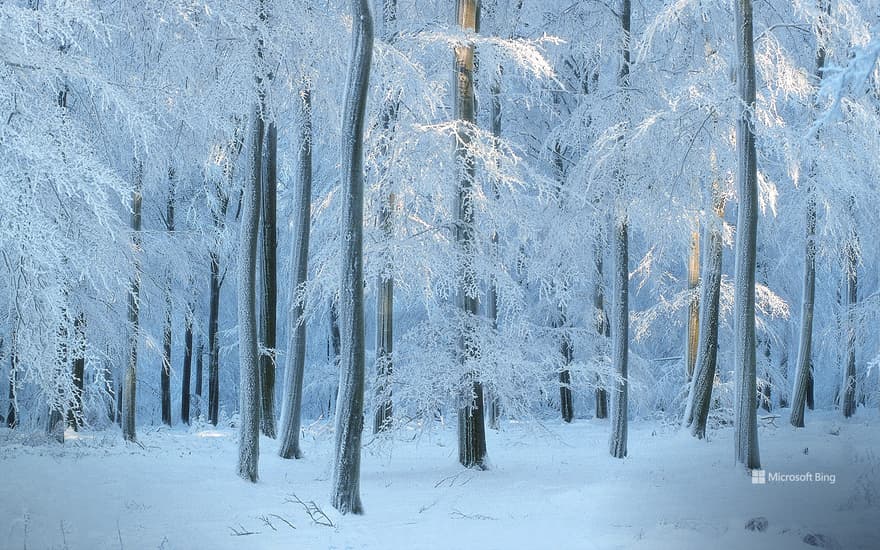 European beech forest in Belgium