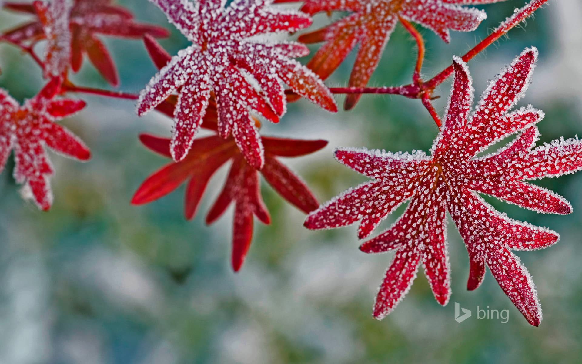 Bing Wallpaper: Hoar frost on geranium leaves