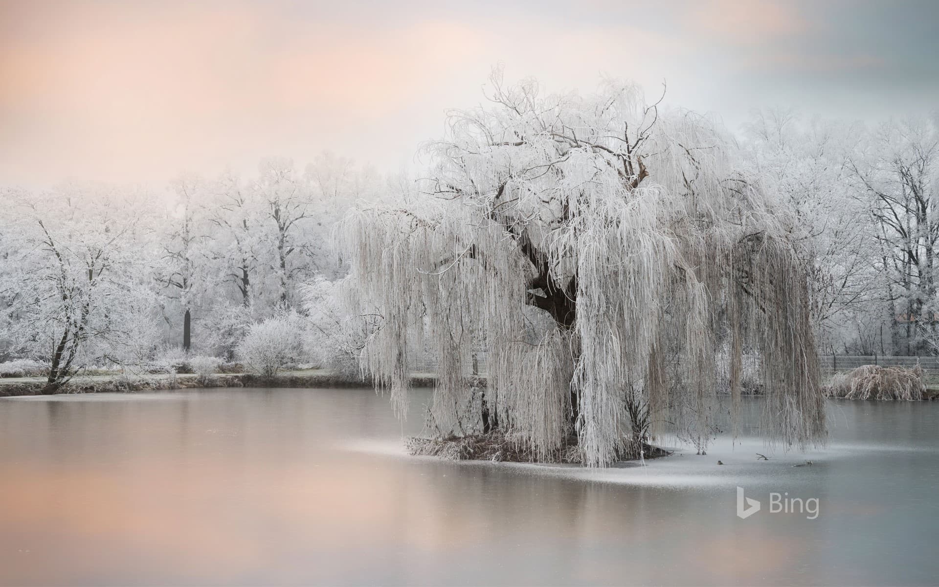 Bing Wallpaper: Frozen trees beside a pond