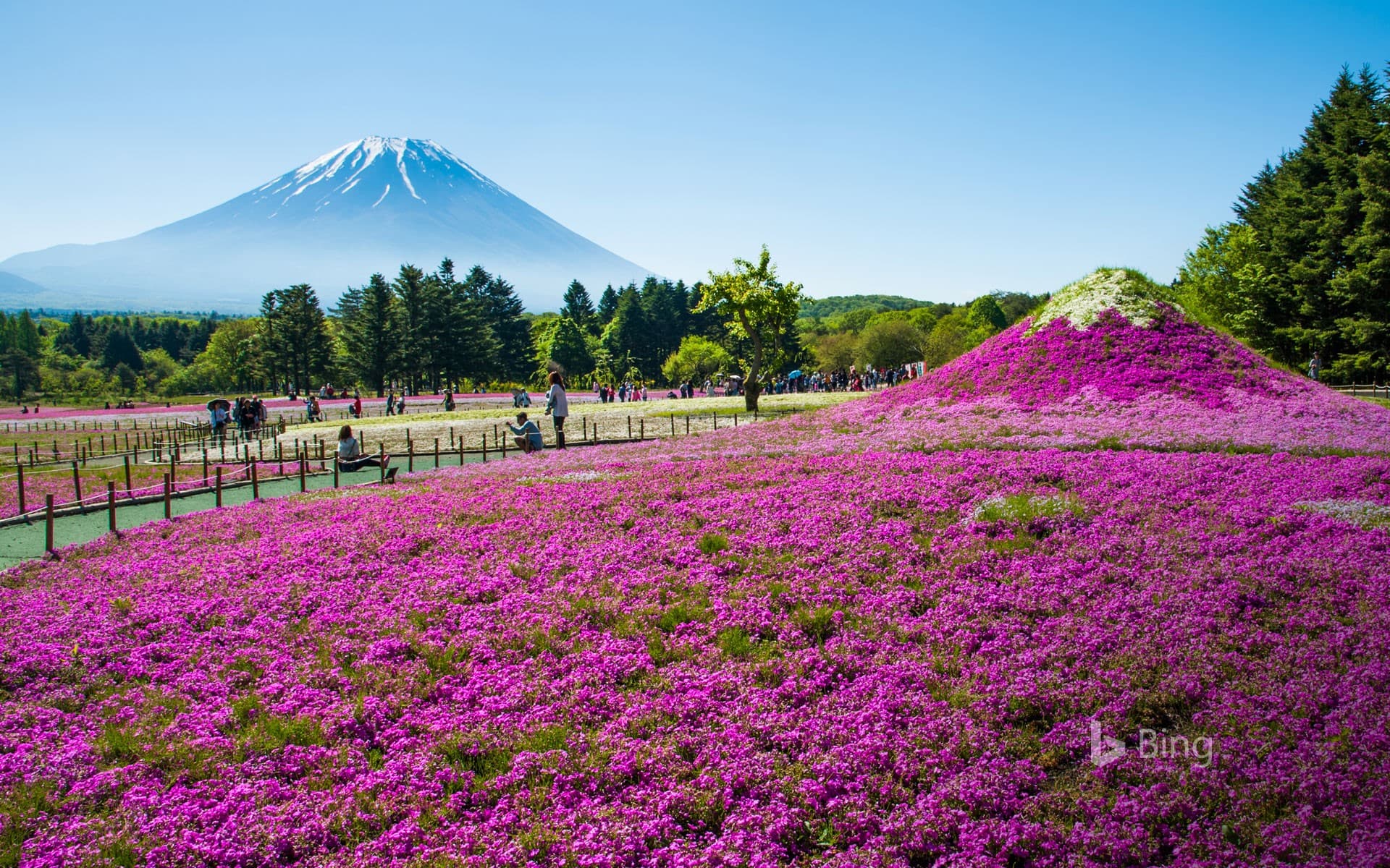 Bing Wallpaper: Mount Fuji with meadow of Phlox subulata flowers in Yamanashi, Japan