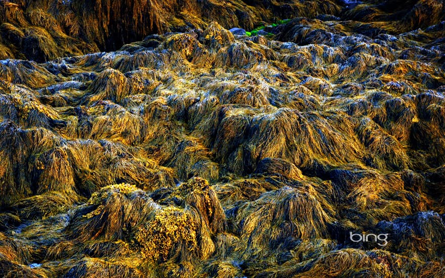 Kelp at low tide, Bay of Fundy, Nova Scotia, Canada