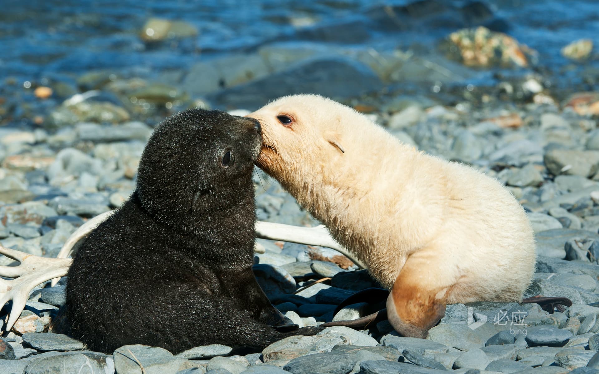 Bing Wallpaper: A pair of Antarctic fur seals kissing in Fortuna Bay, South Georgia