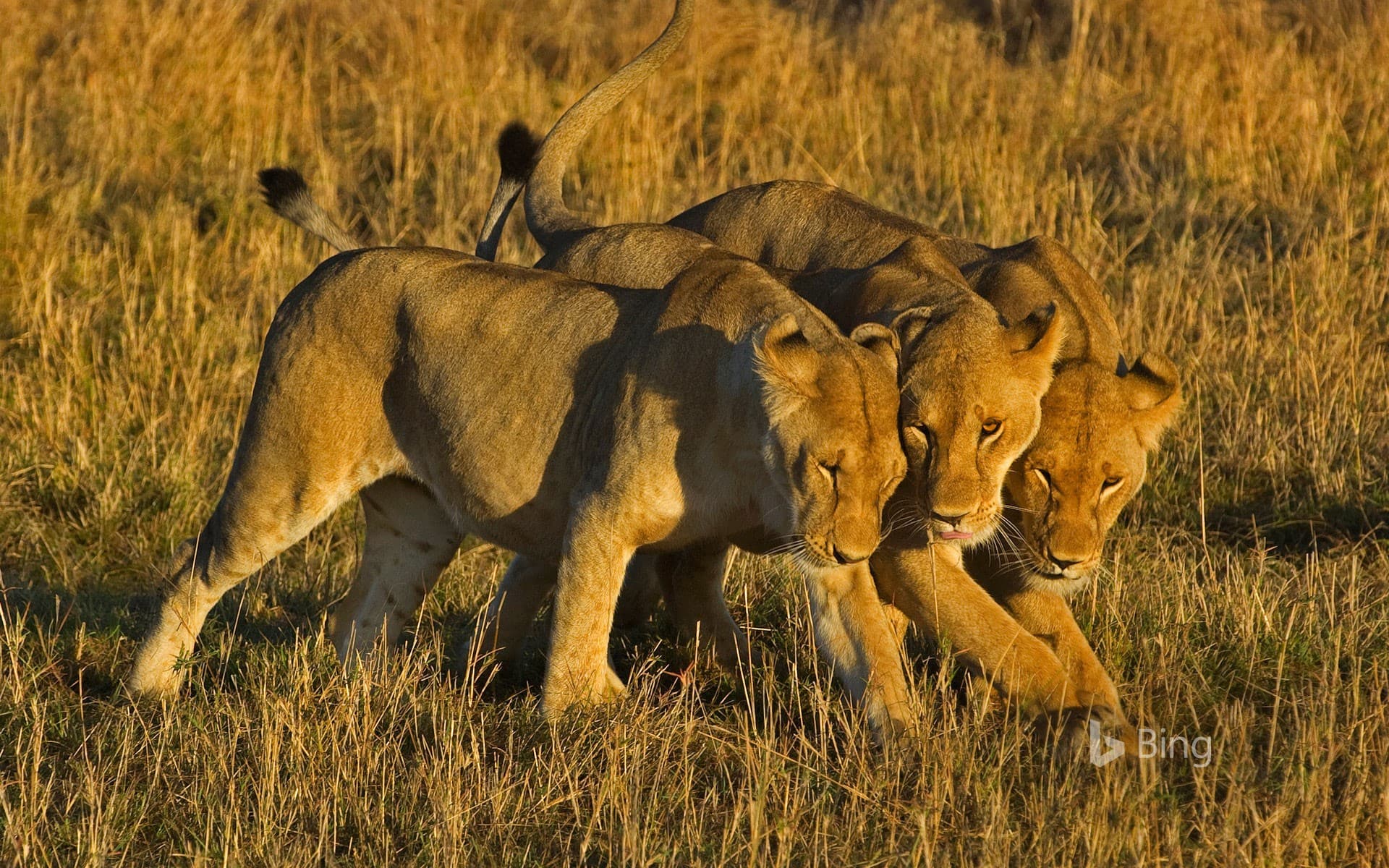 Bing Wallpaper: African lionesses in Masai Mara National Reserve, Kenya