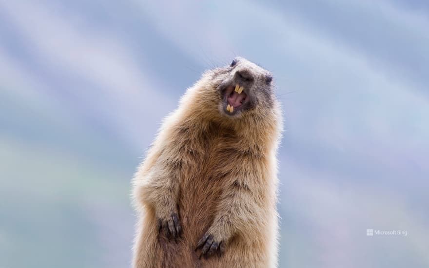 Alpine marmot, High Tauern National Park, Austria