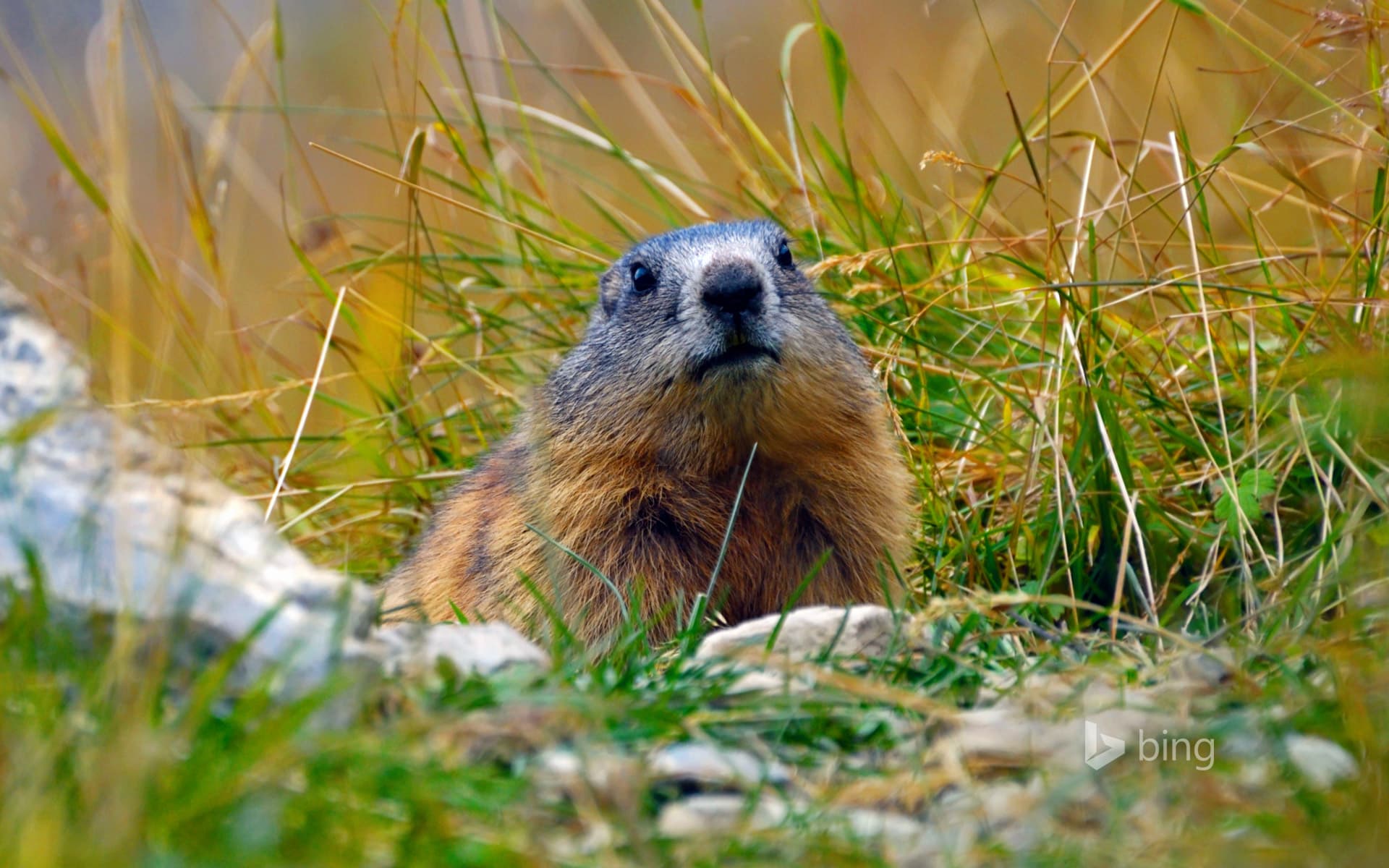 Bing Wallpaper: Alpine marmot