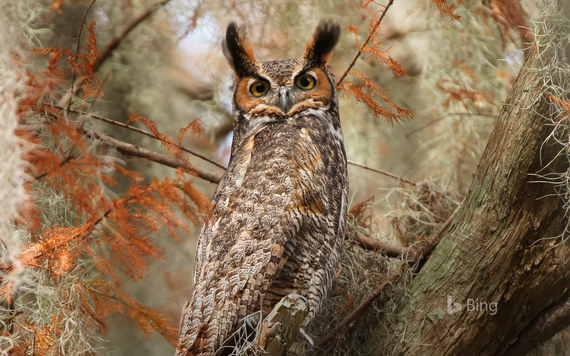Bing Wallpaper: Great horned owl near Lake Tohopekaliga, south of St. Cloud, Florida