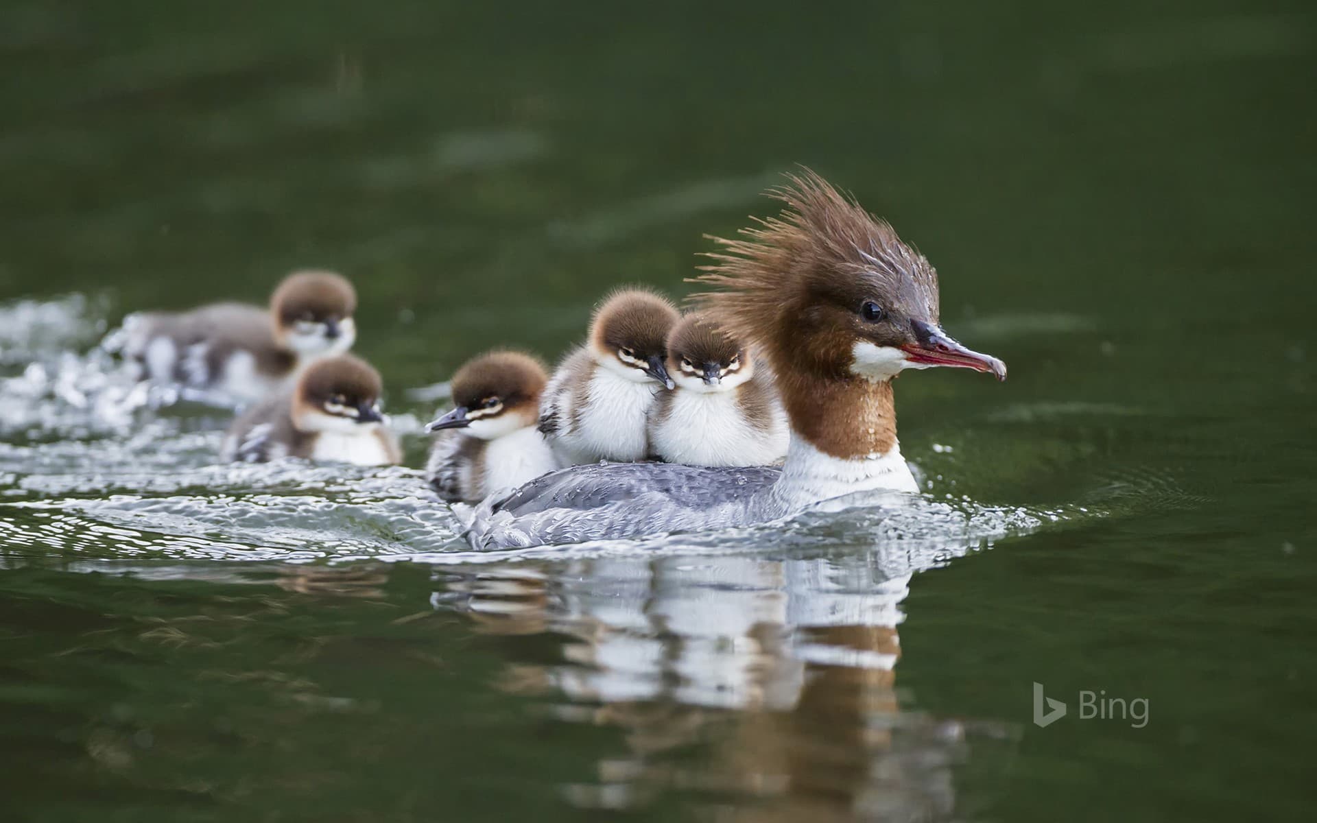 Bing Wallpaper: Goosander with chicks on her back, Bavaria, Germany