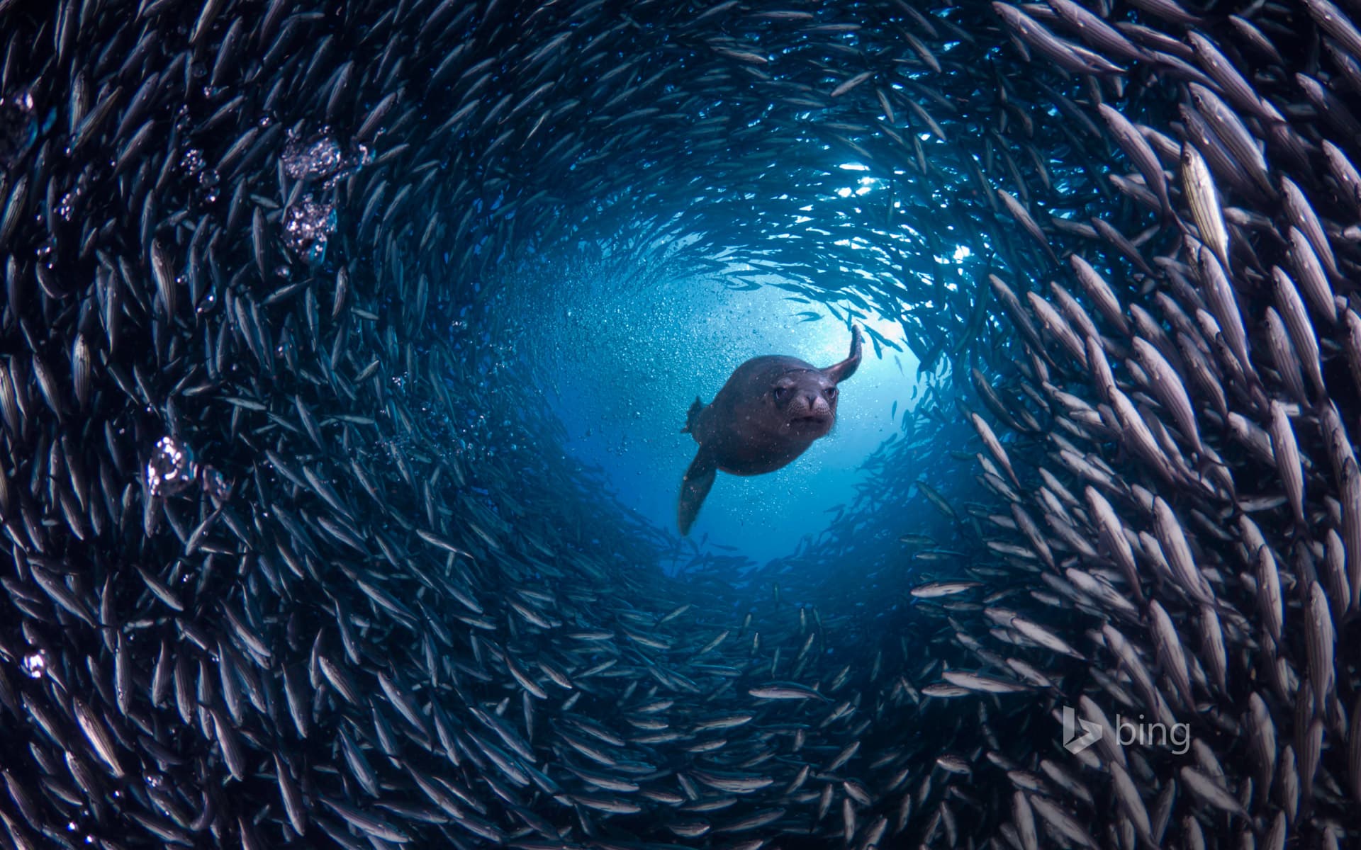 Bing Wallpaper: Galápagos sea lion swims through a school of black-striped salema fish off Santa Cruz Island, Galápagos Islands, Ecuador