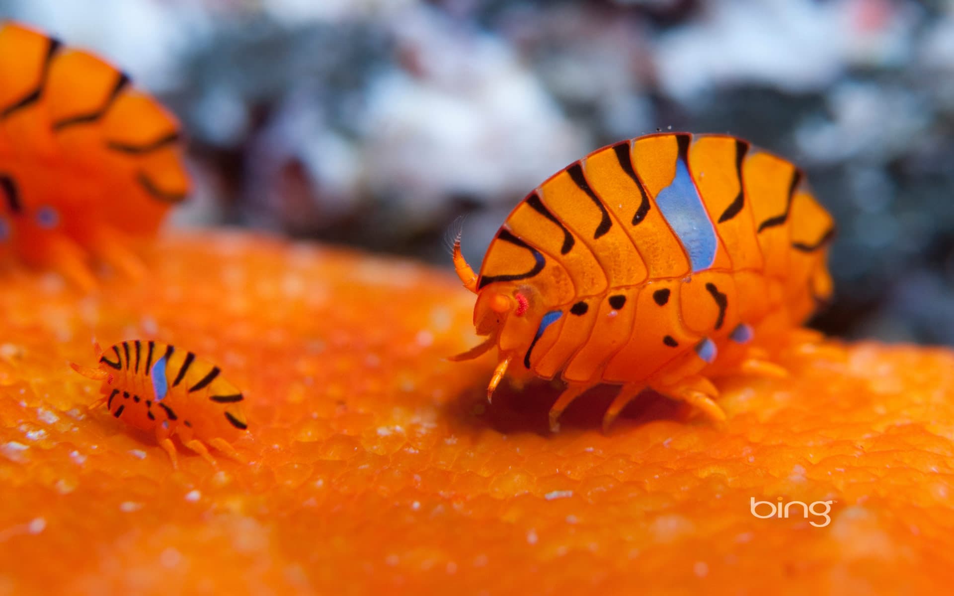 Bing Wallpaper: Gammaridean amphipods in the waters off Tokyo, Japan