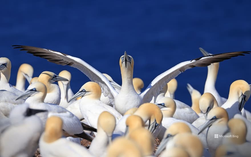 Colony of northern gannets, Quebec