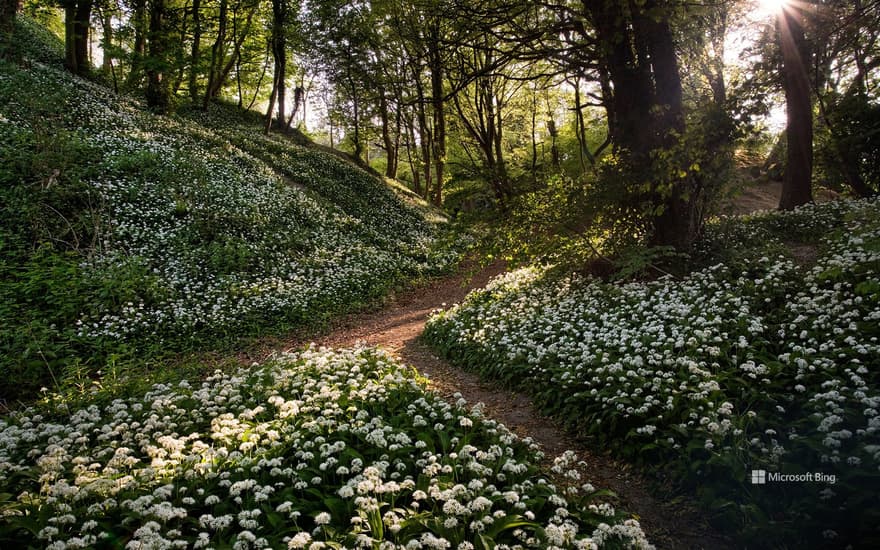 Wild garlic, Greatwood Copse, Isle of Wight, England