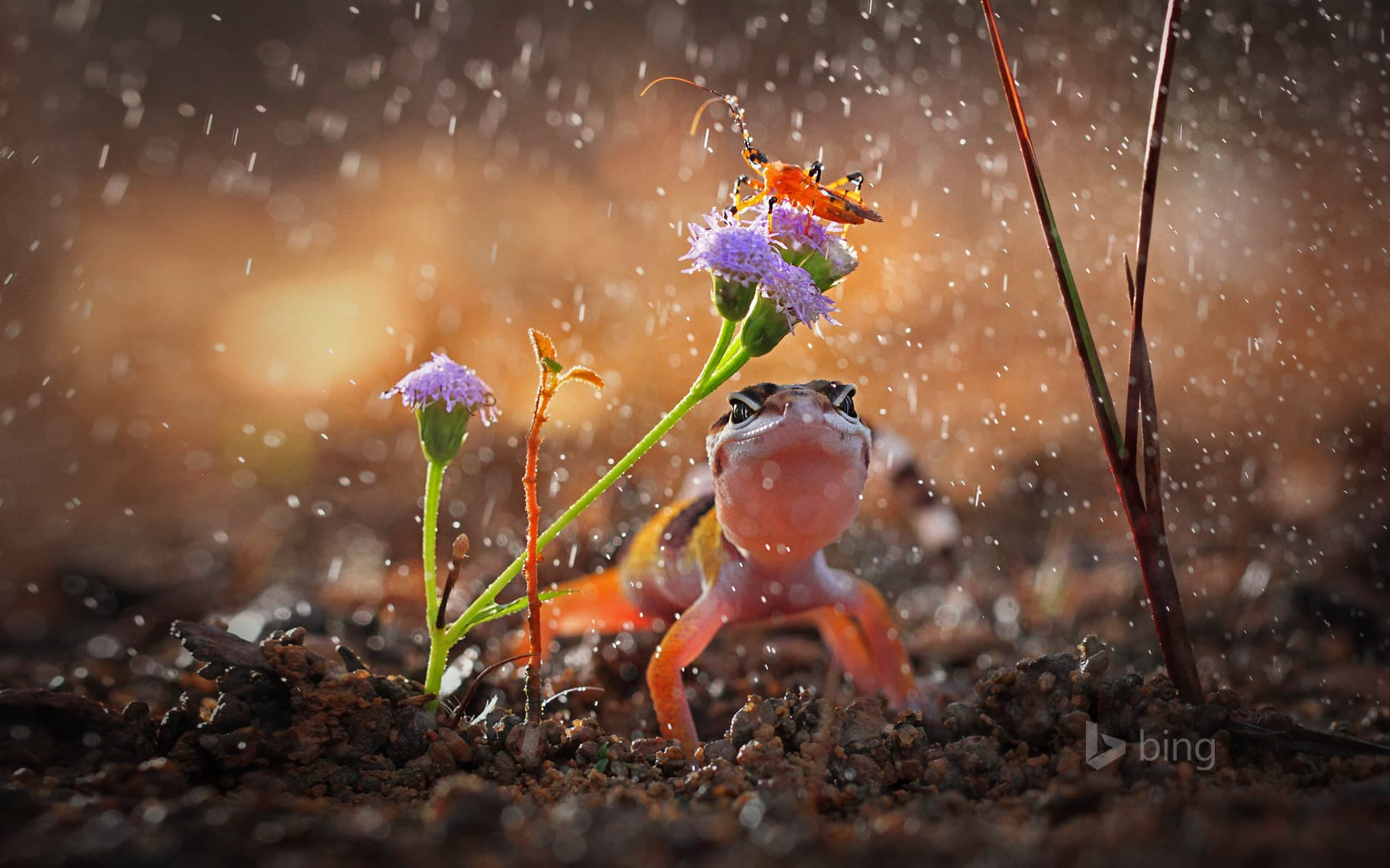 Bing Wallpaper: Gecko and insect on rainy day, Indonesia