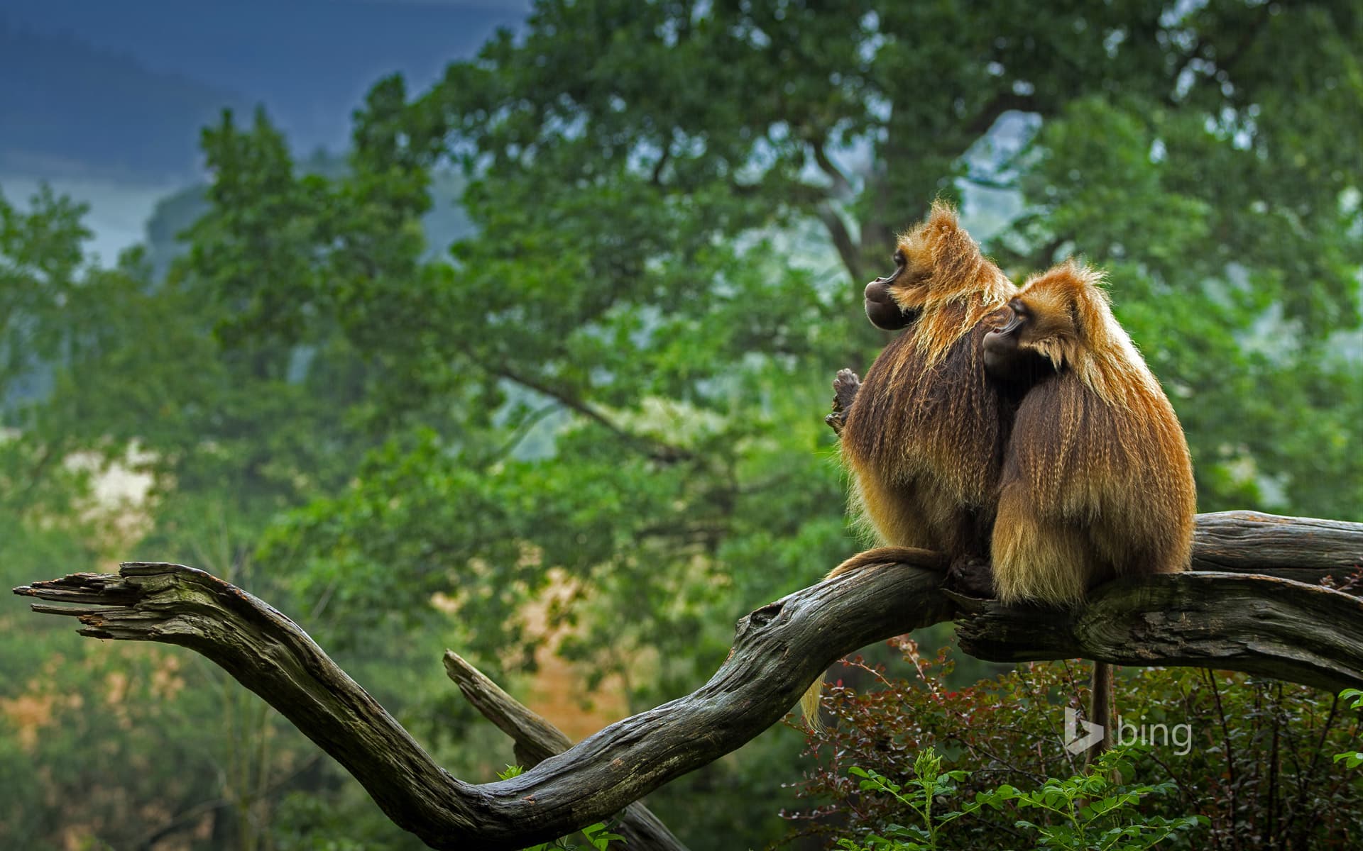 Bing Wallpaper: Geladas in repose