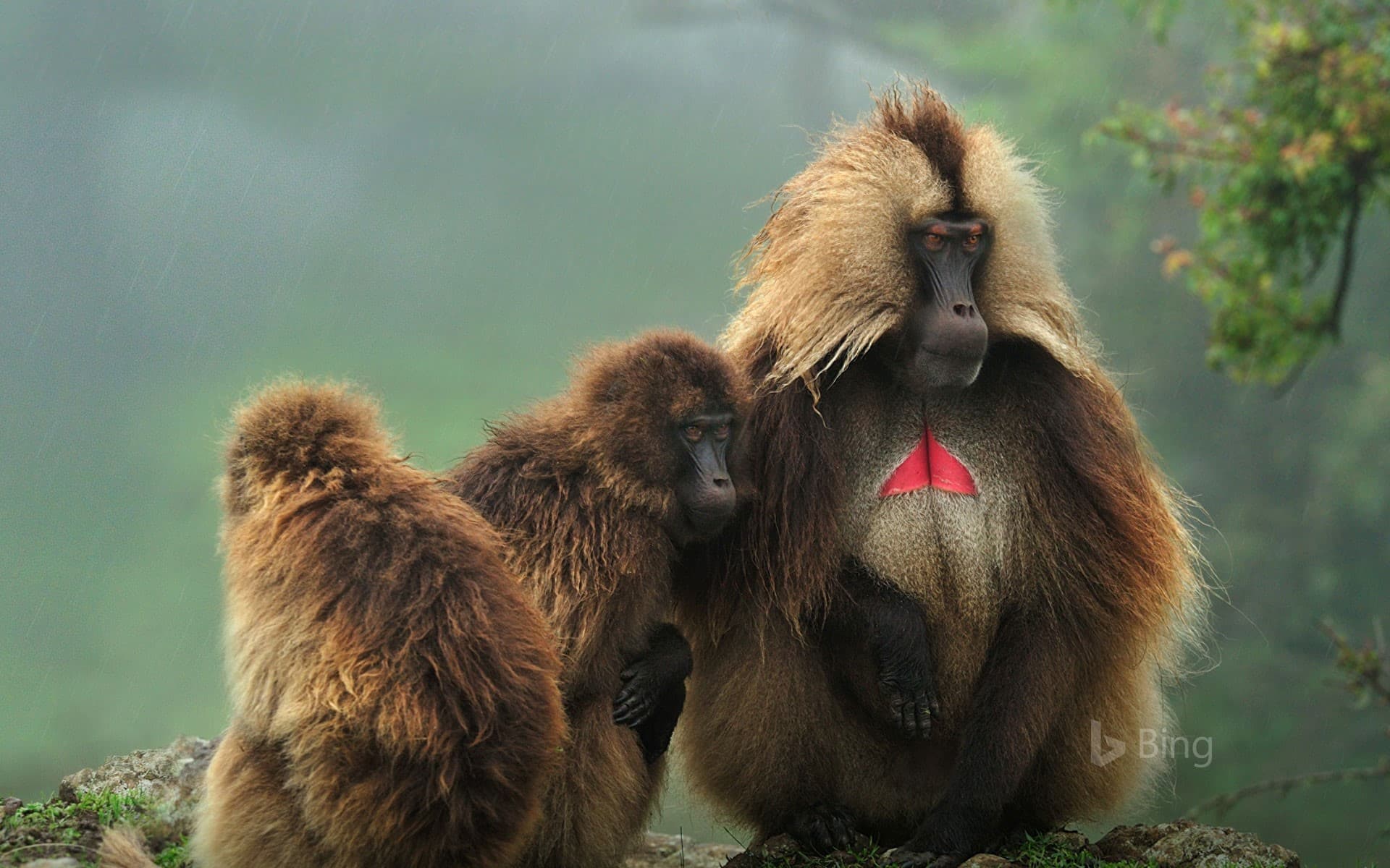 Bing Wallpaper: Geladas in Simien Mountains National Park, Ethiopia